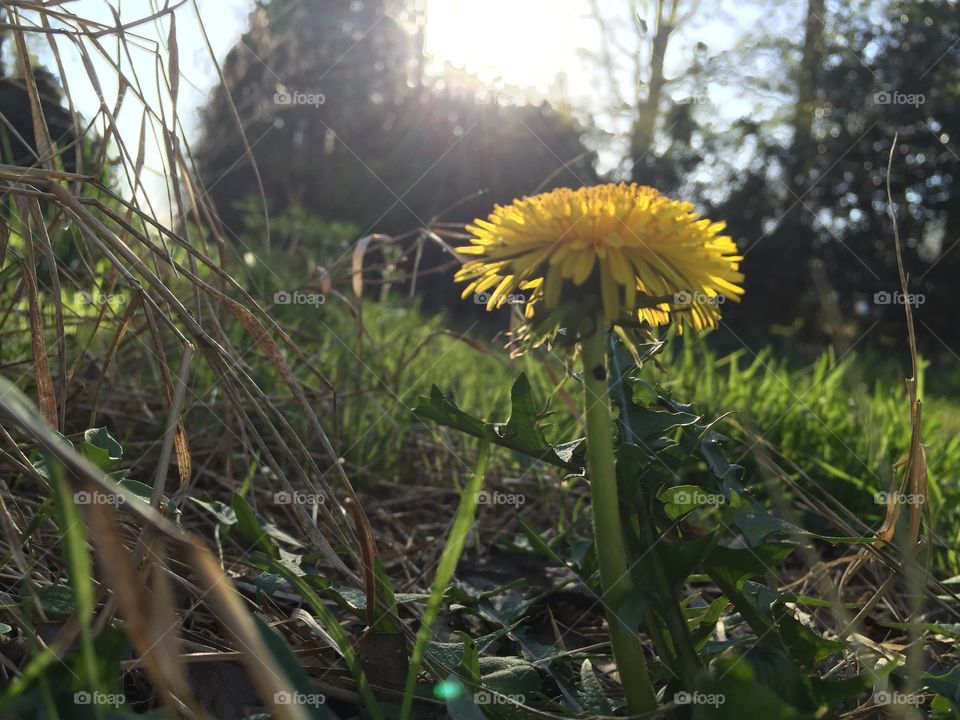 Dandelion in the sunlight 
