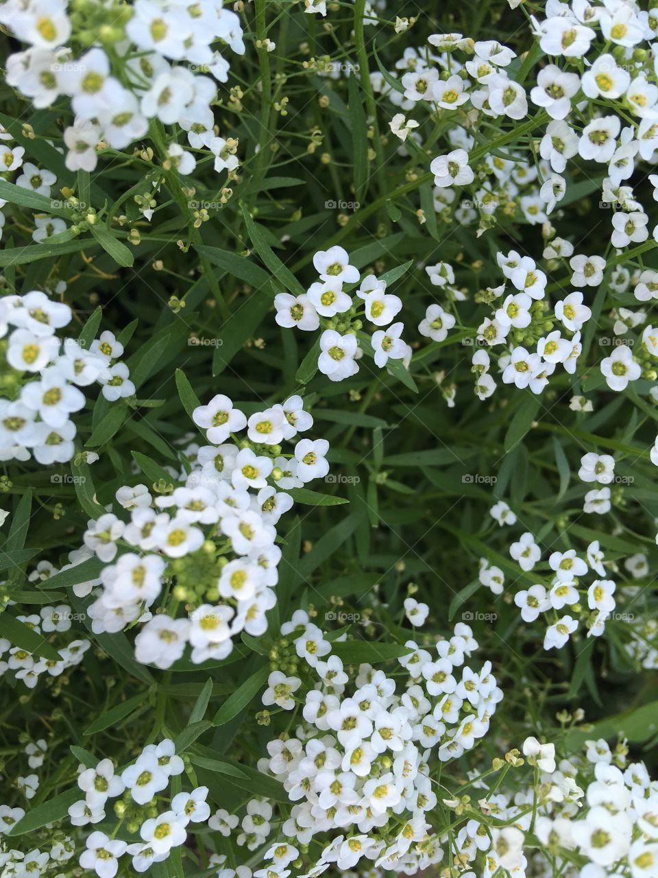 In my front yard flower garden looks like it snowed with puffs of white. Like my flowers 