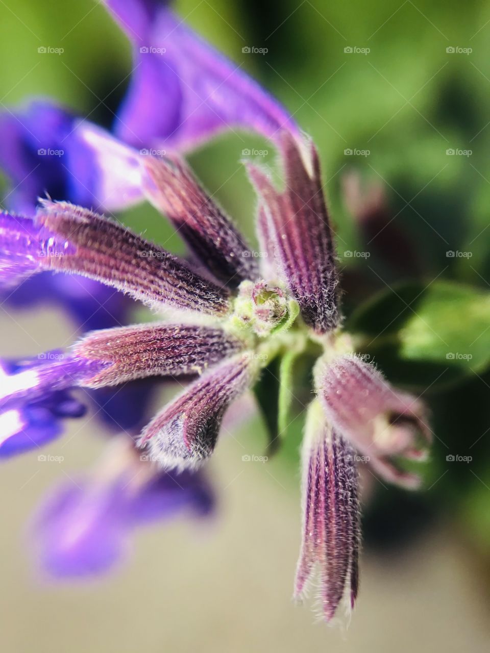 This is a very nice fine detail photo of an flower shot on iPhone with the macro lens