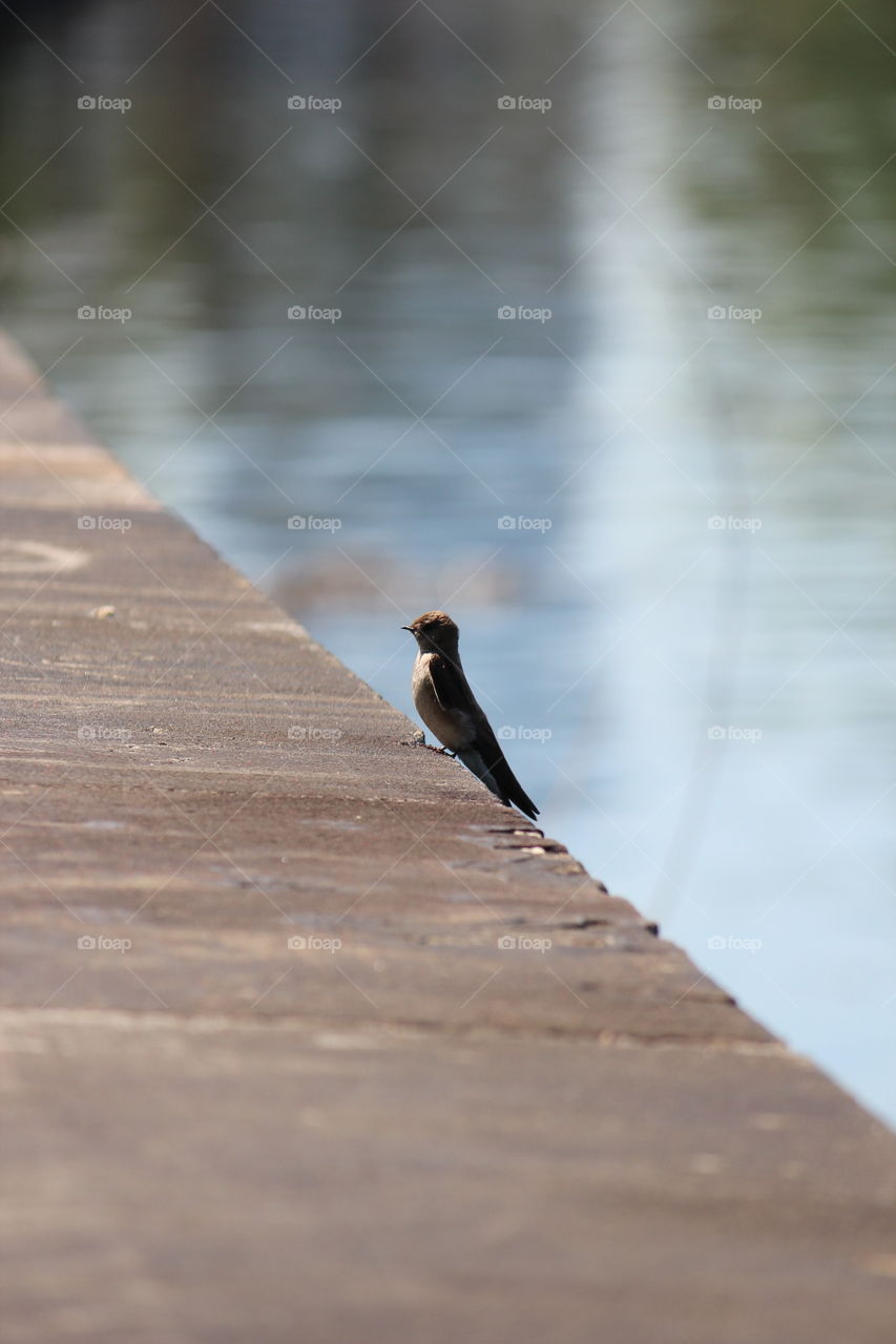 Bird by the river