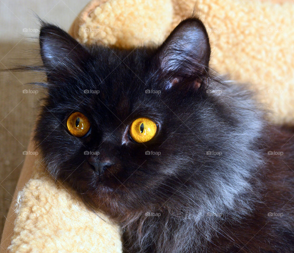 Close up photo of black cat with beautiful yellow eyes