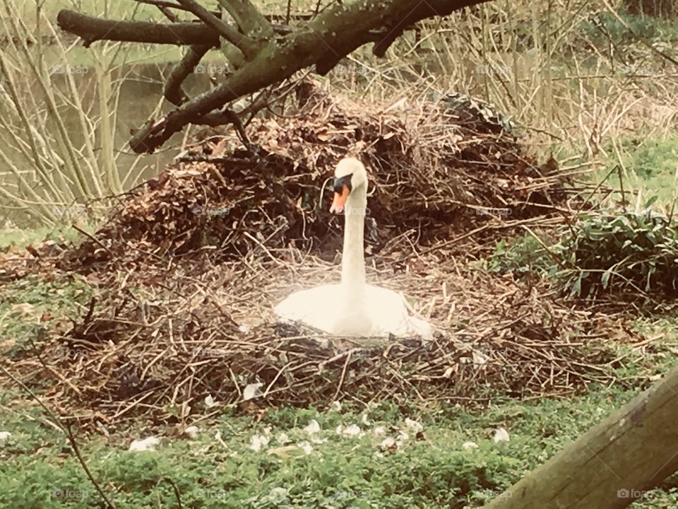 Nesting swan in Great Milton, Oxfordshire. Spring.