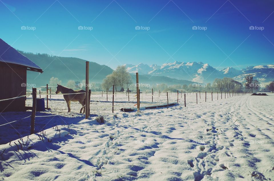 Horse in ranch in winter
