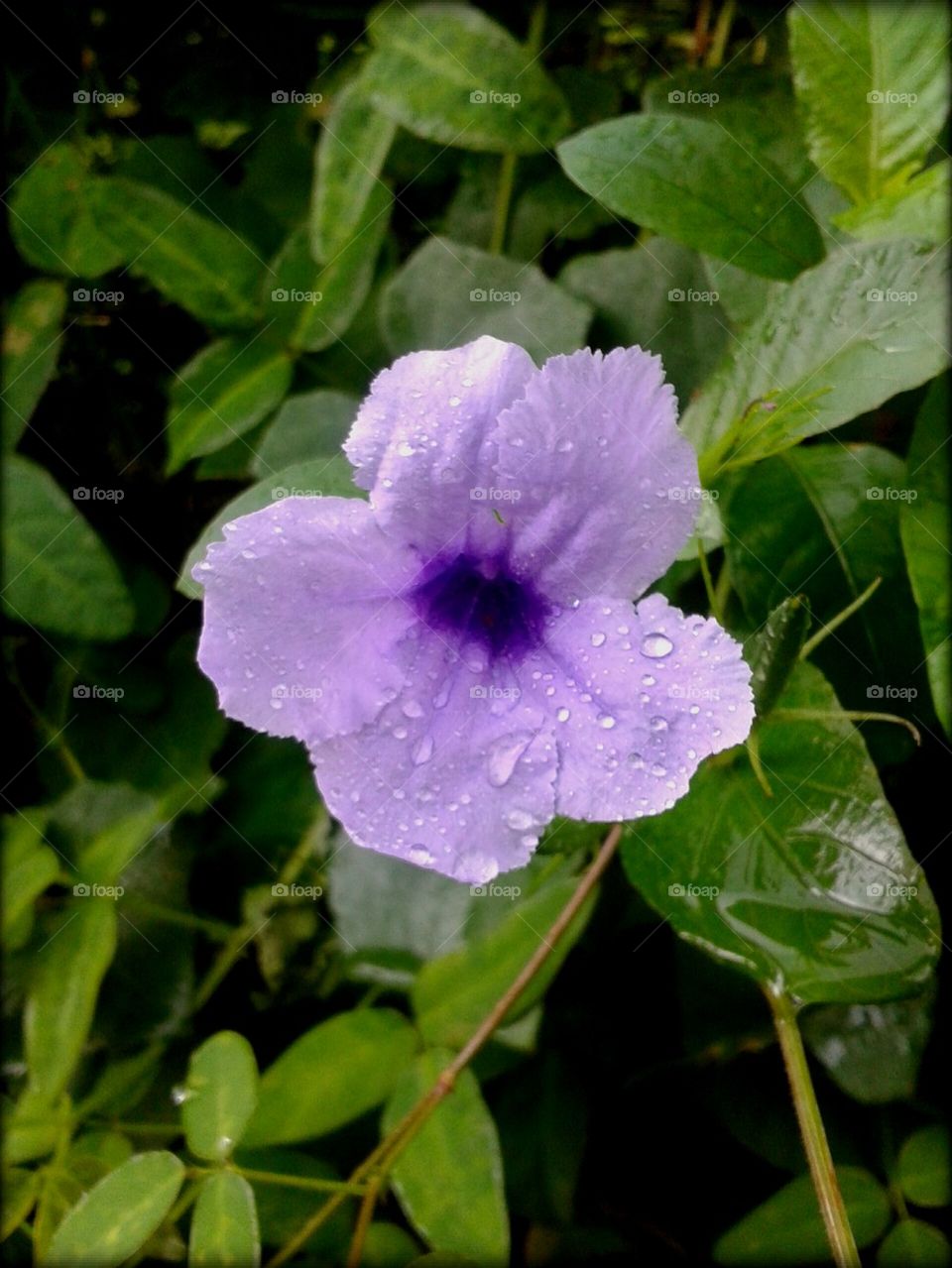 purple flower