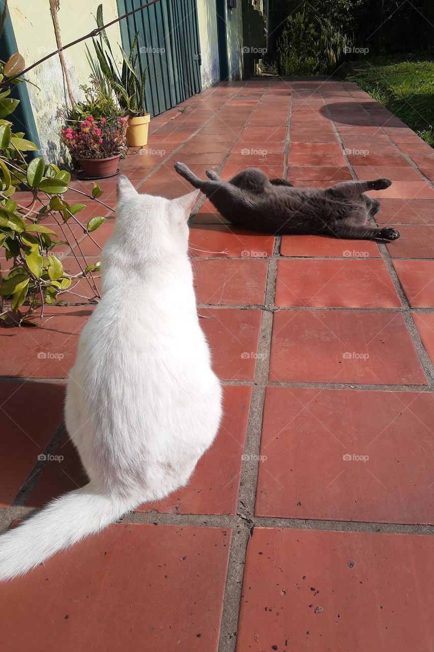 cats playing at the sun