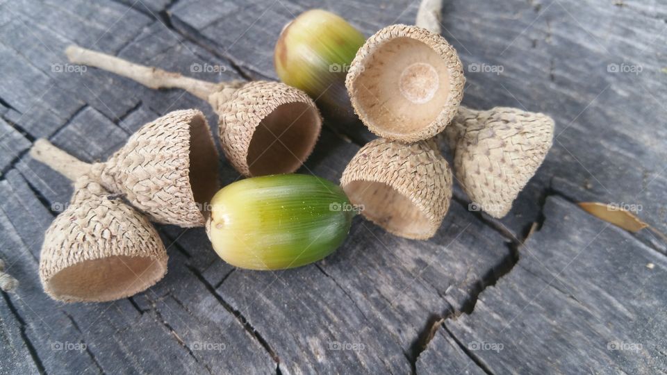 Acorn