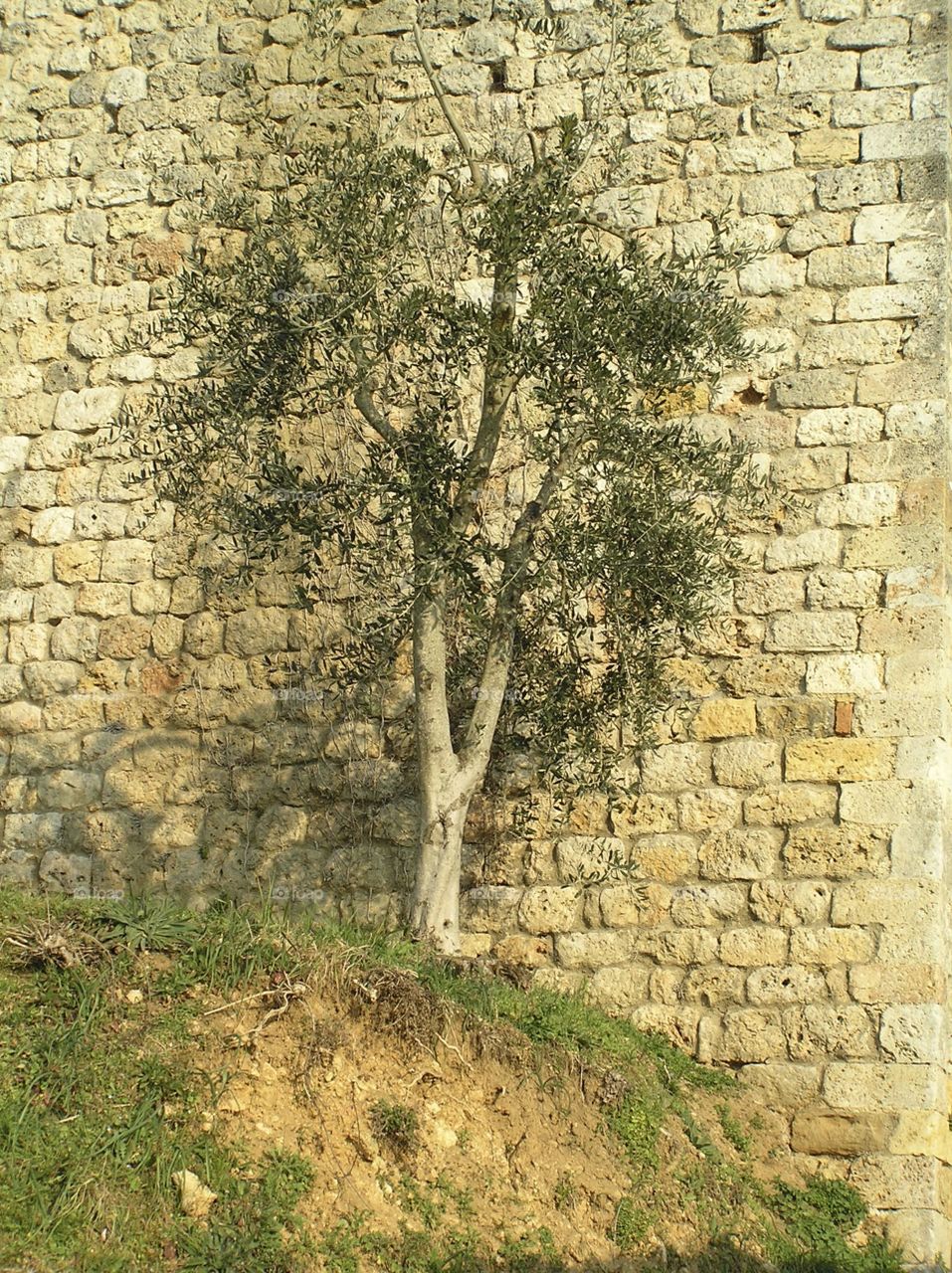 A tree sneakily finding its place outside the city walls. 