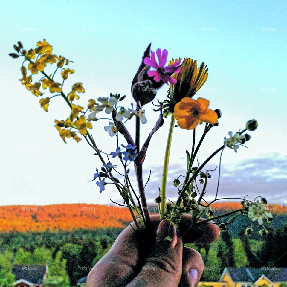 Midsummer flowers