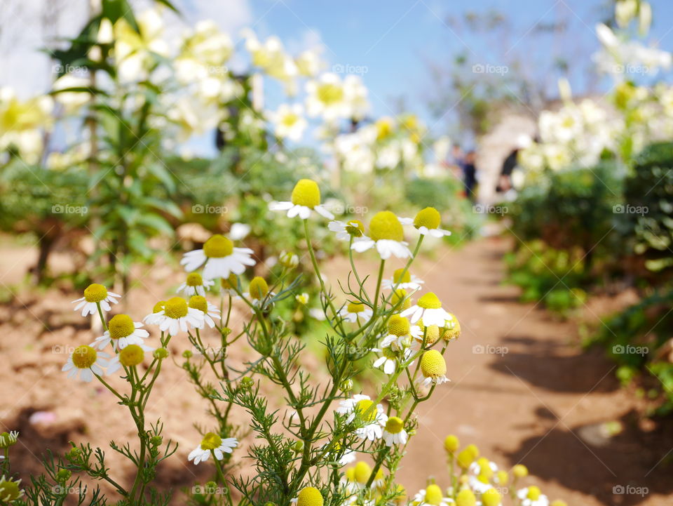 Beautiful white daisy flower on blur background