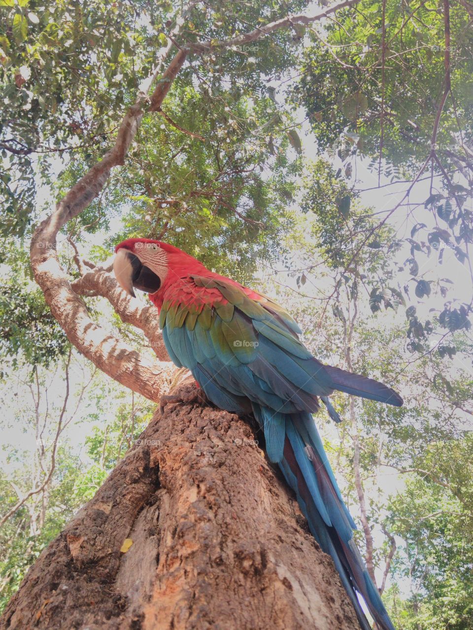 arara vermelha, Amazônia.