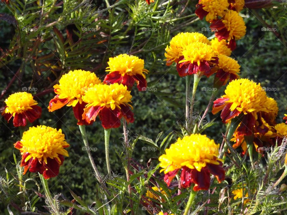 Red yellow marigolds 