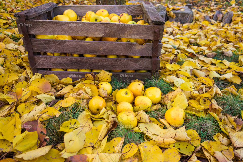 Harvest ripe juicy and tasty apples. Harvested juicy apples from fertile trees.