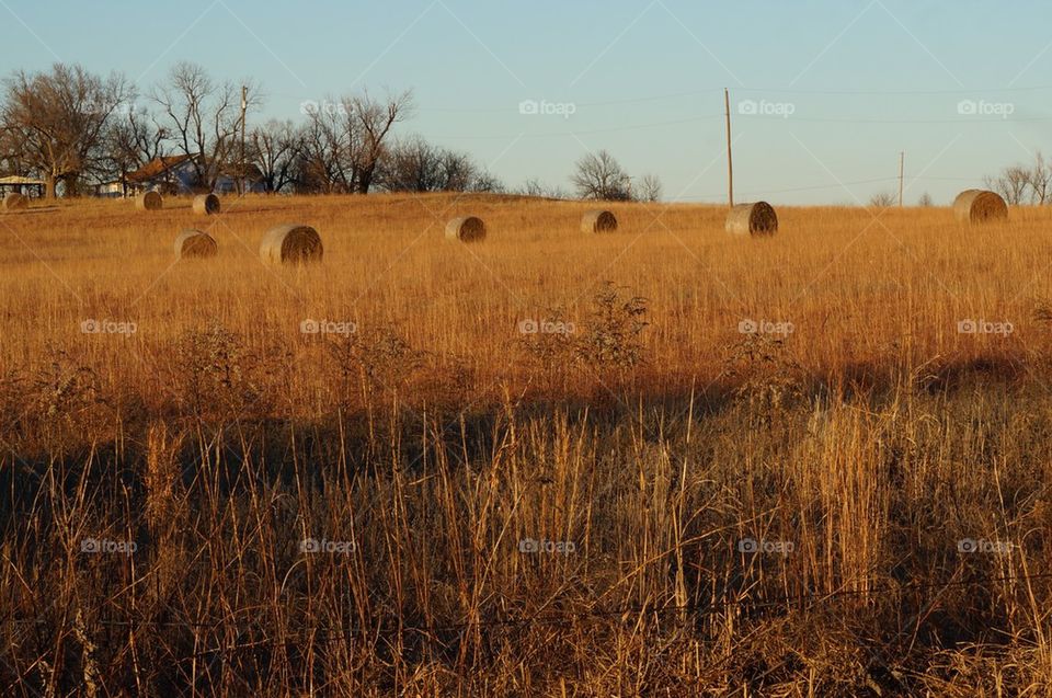 Wheat grass field with hay rolls