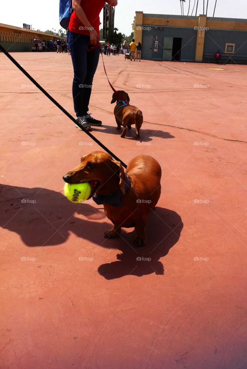 Wiener Athlete

One of my favorite springtime events in LA: the Wiener Dog Race at Santa Anita Park. This little guy is enjoying some tennis ball therapy after his big competition!