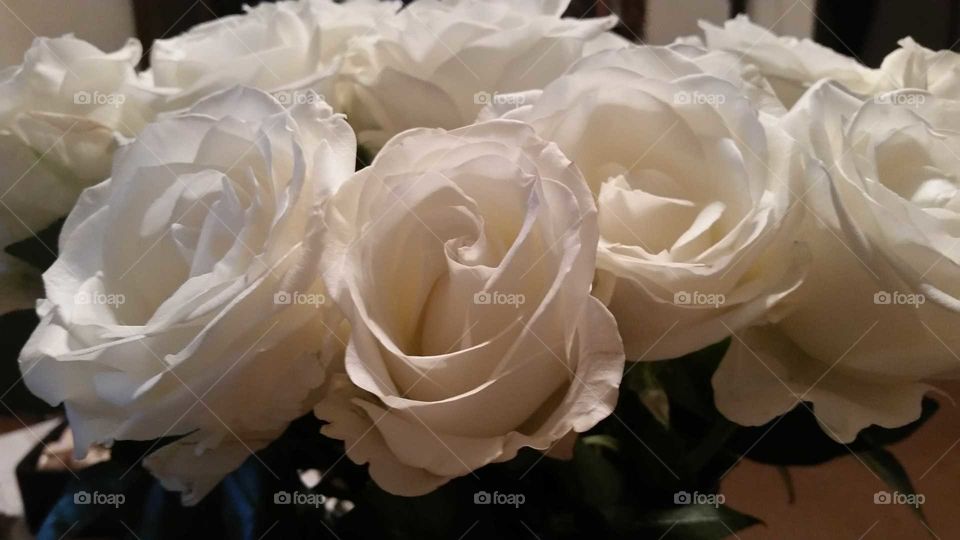 white roses