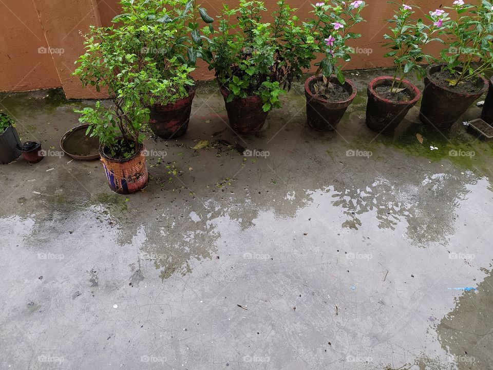 plants' shadows reflected in rain water on the floor