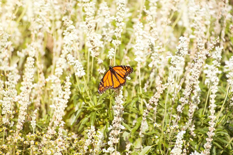 A beautiful vibrant orange monarch butterfly rests in a field of white flowers on a sunny spring day 