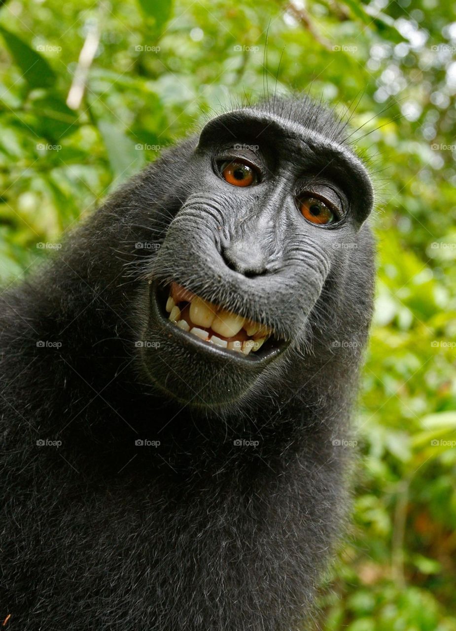 Great shot of a Monkey smiling for the camera.  All proceeds go towards the conservation of endangered species.