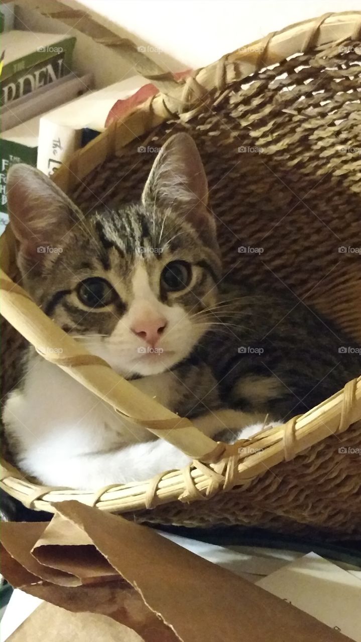 basket kitty
