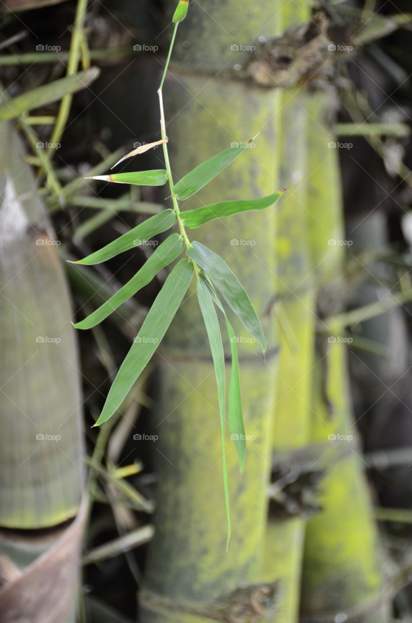 Nature, Leaf, Flora, Bamboo, Garden