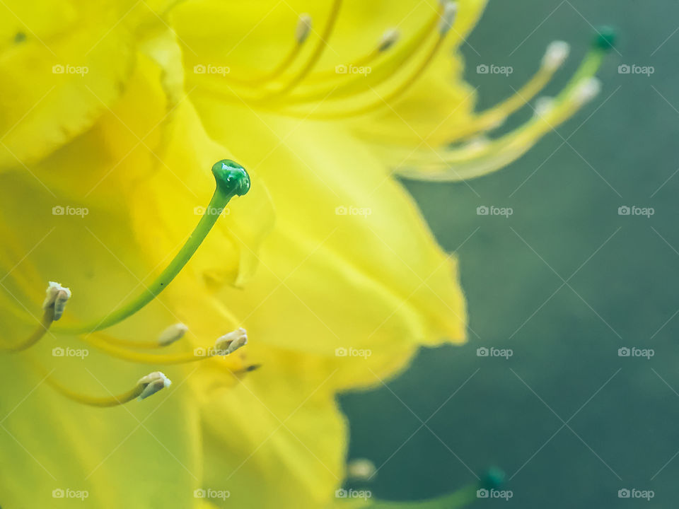 Yellow flower closeup 
