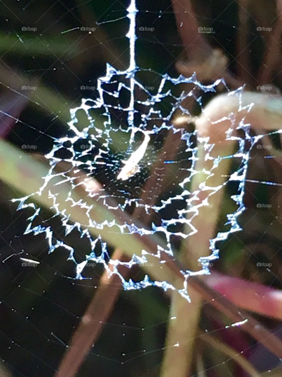 Macro web pattern perspective