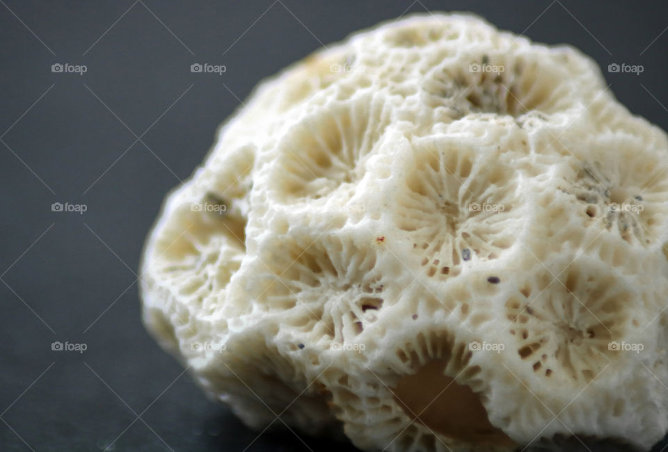 Seashell Macro Shot