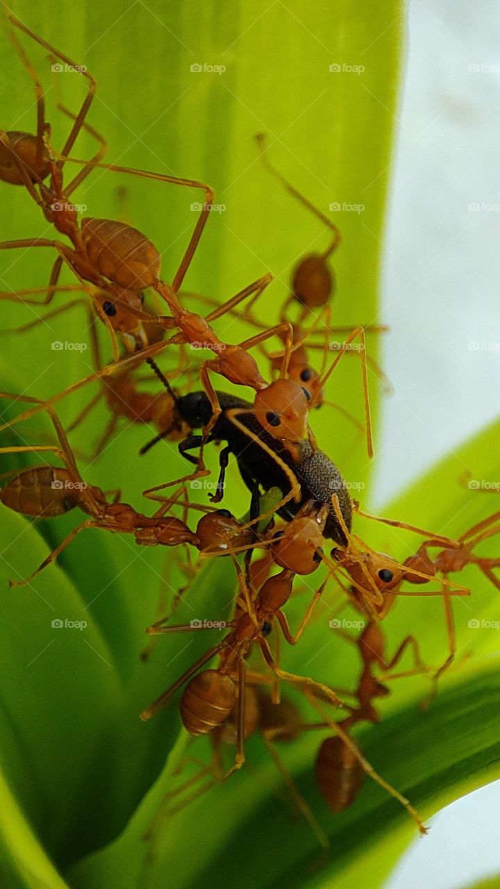 angry ants colony!