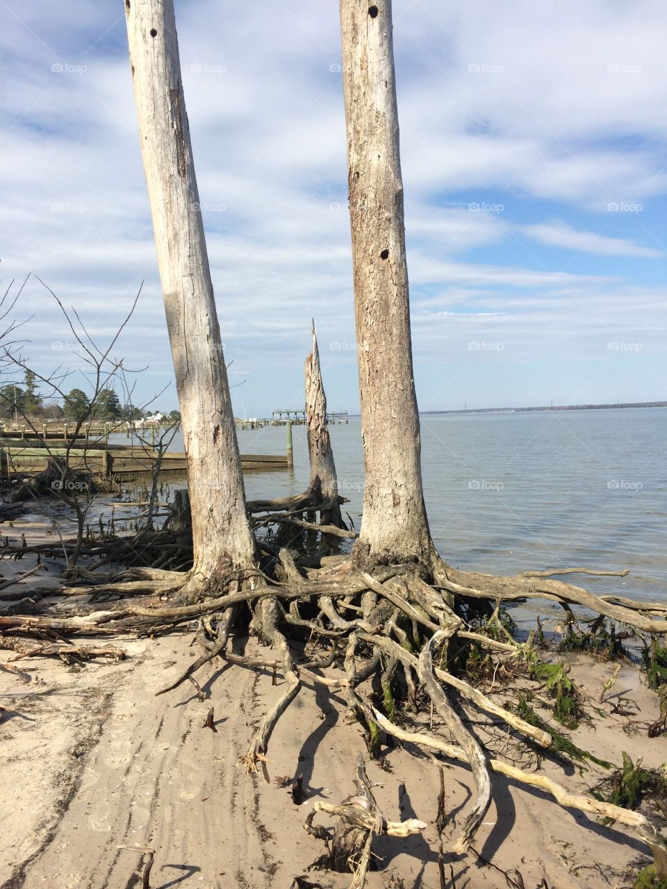 Dead trees along the river