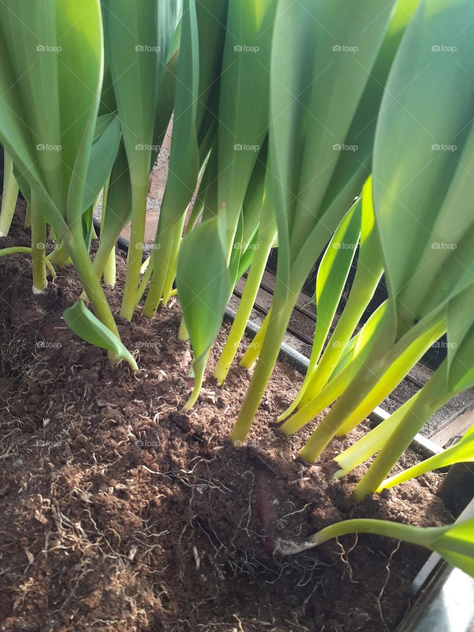 preparando plantas