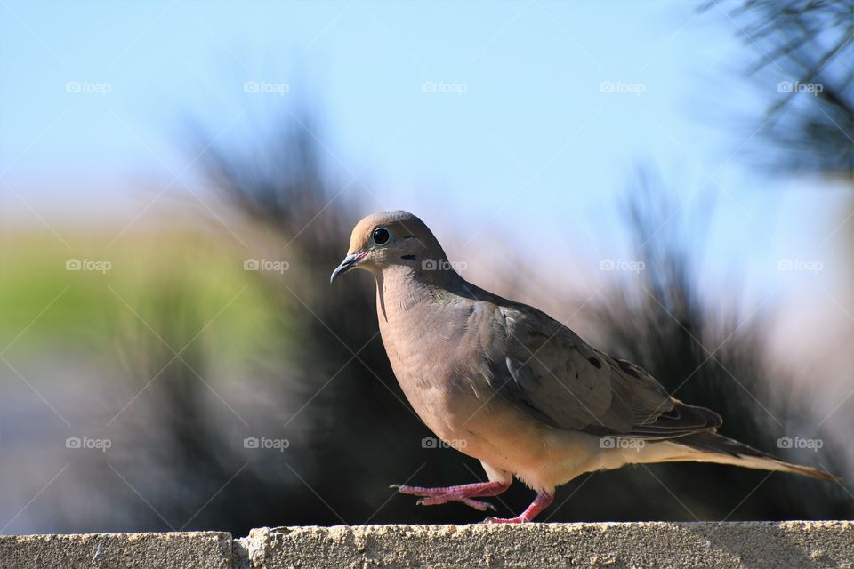 Pigeon