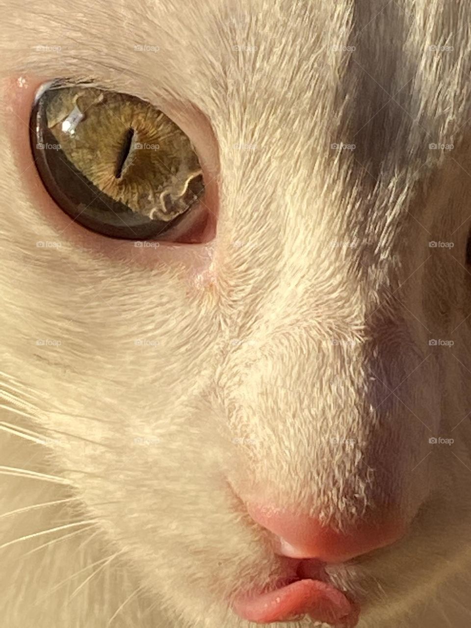 Close up look of the cat’s face 