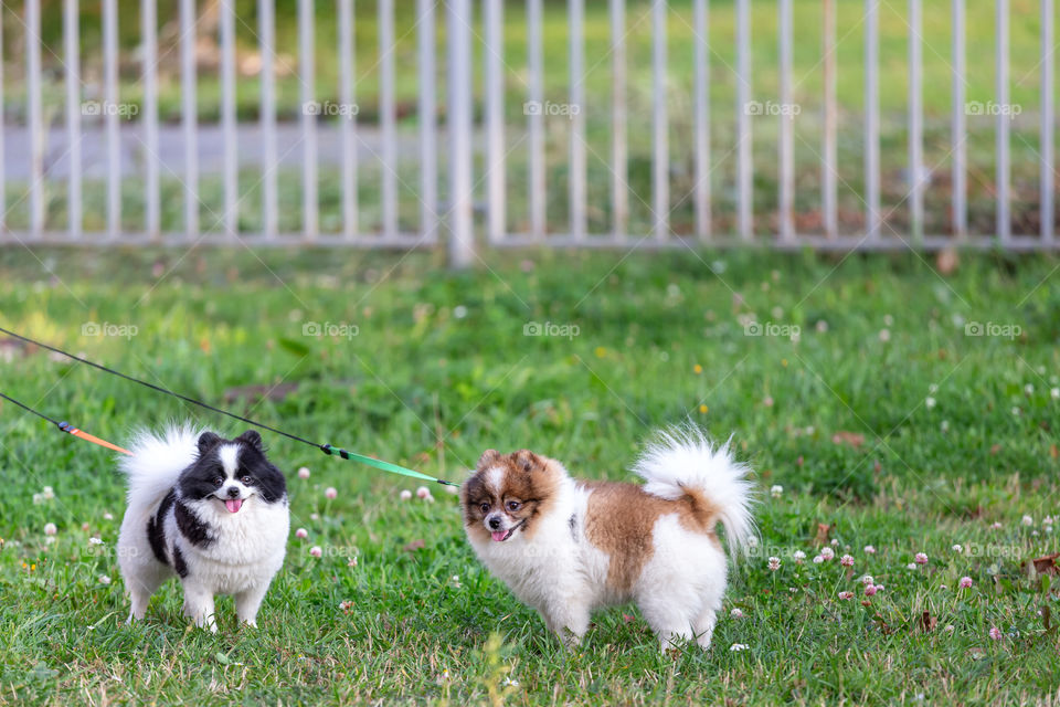 Two cute Pomeranian dogs standing in the park