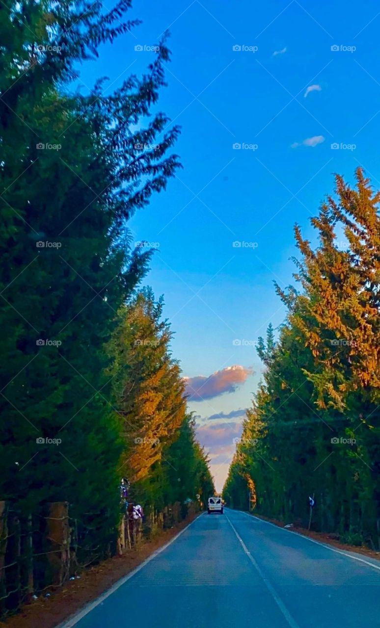 Still life - Limassol Akrotiri - magic sunset - forest 