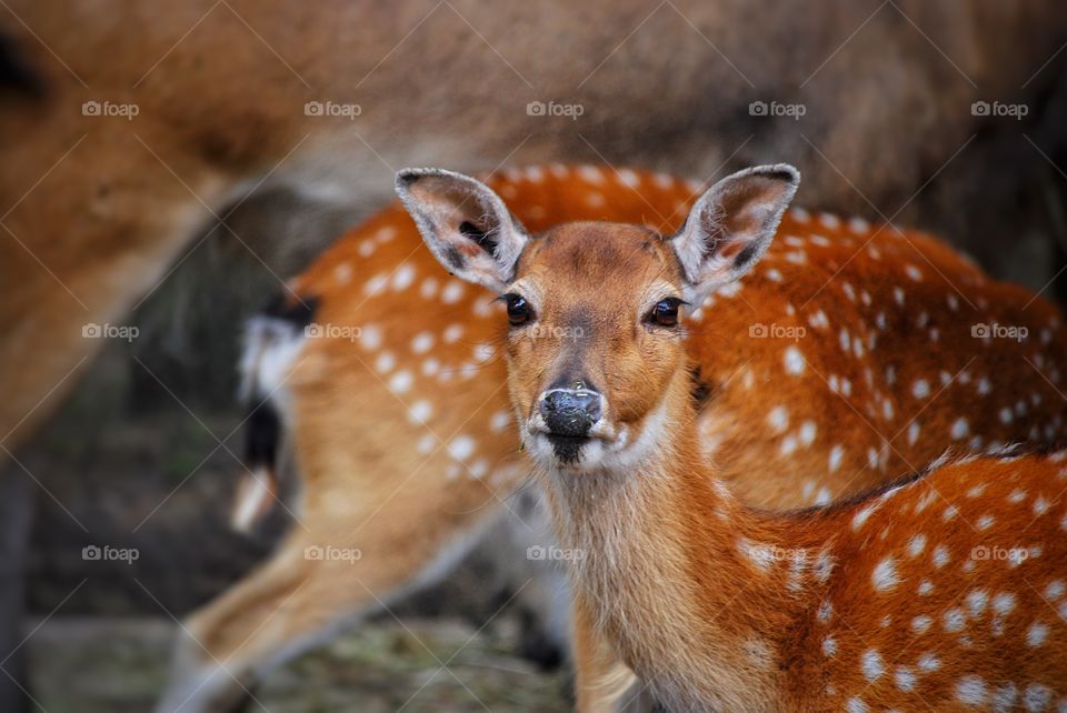 Deer in the wild