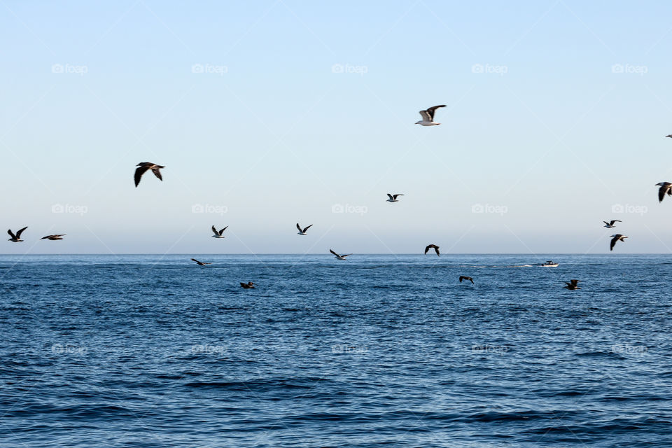 Flock of seagull flying over sea