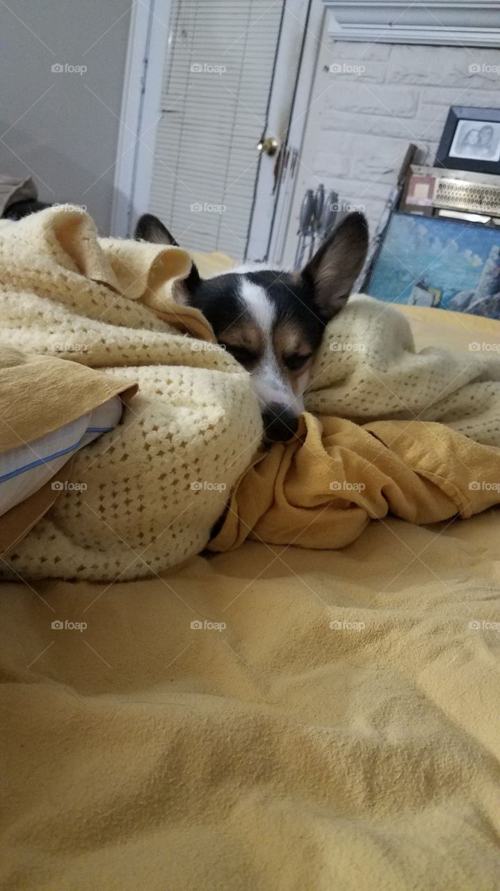 The puppy stole alllll the blankets!