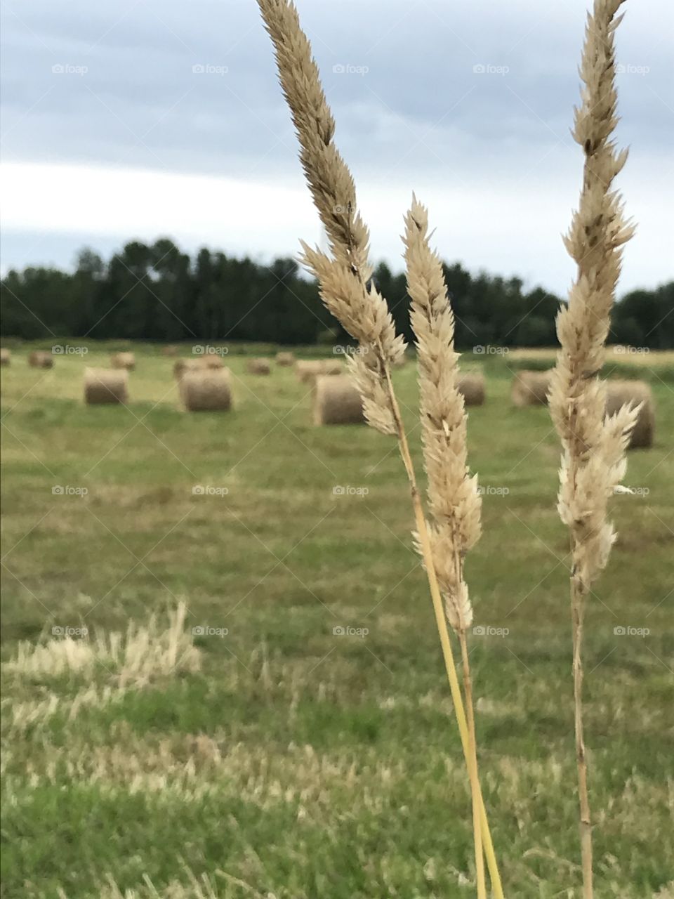 Slimstem reedgrasses in front of a field of hay bails