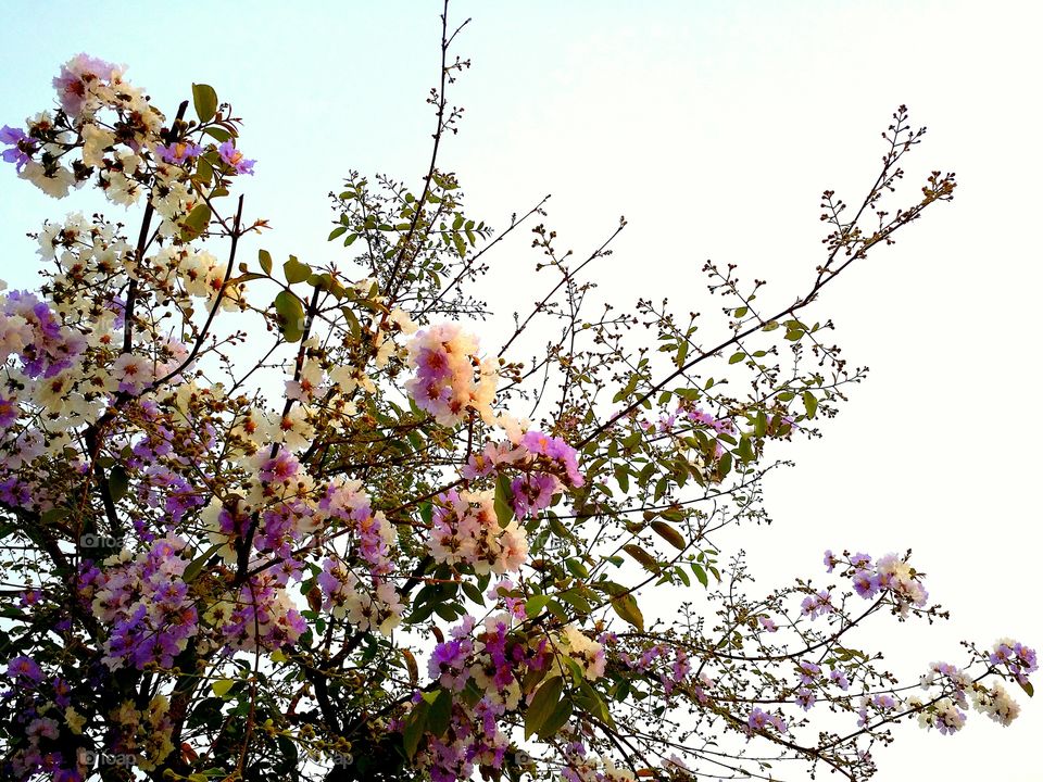 The flowers blooming in Spring season.