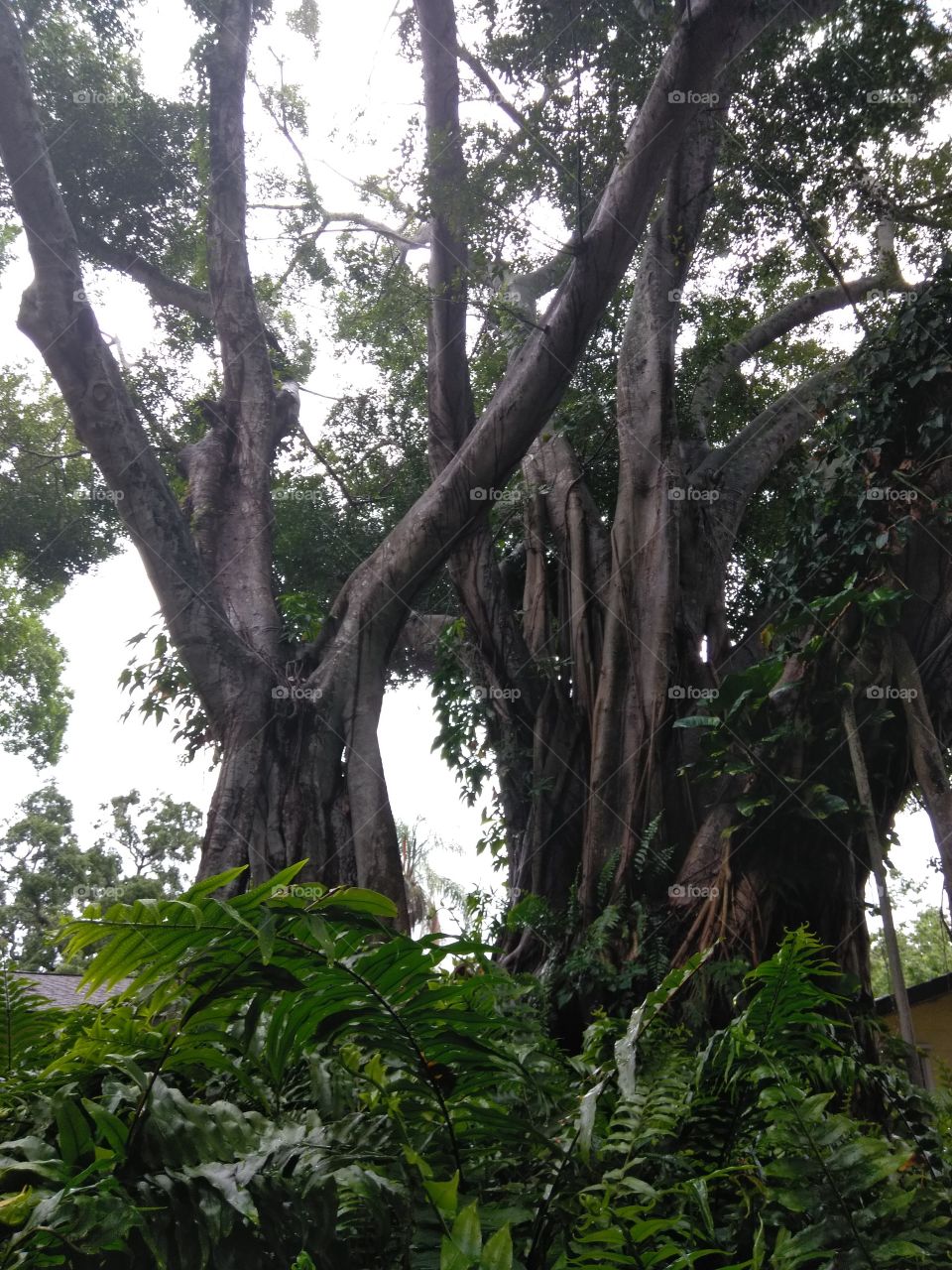 Ficus, huge banyon tree surrounded by ferns, lush moist rainforet if wonders to walk through in NW Manatee county