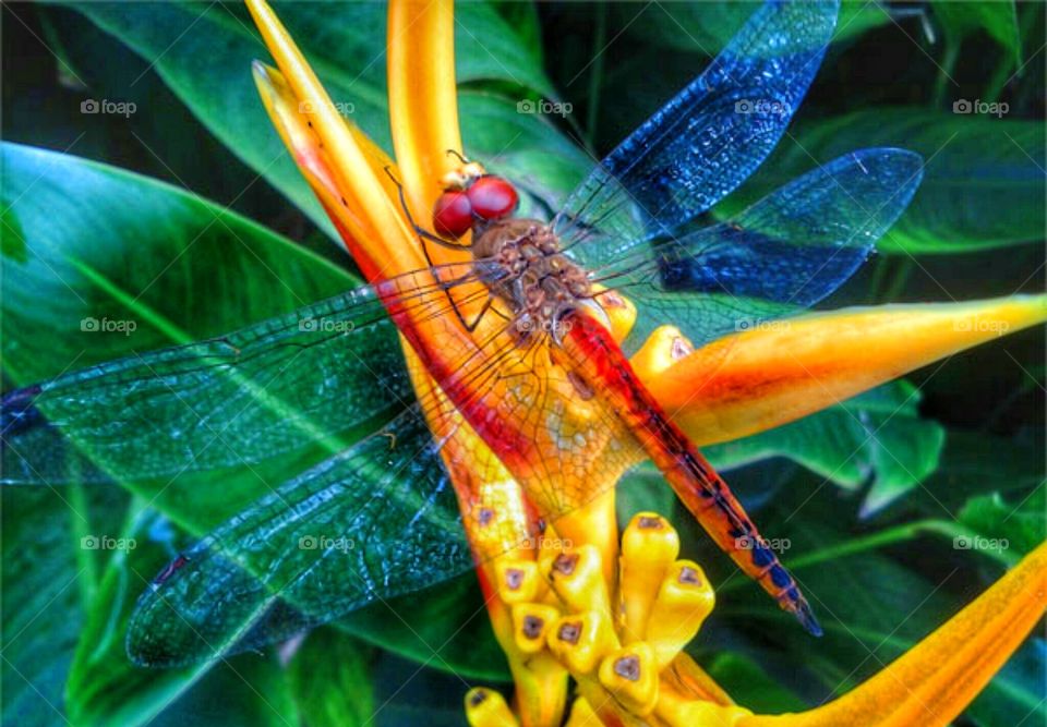 capung merah