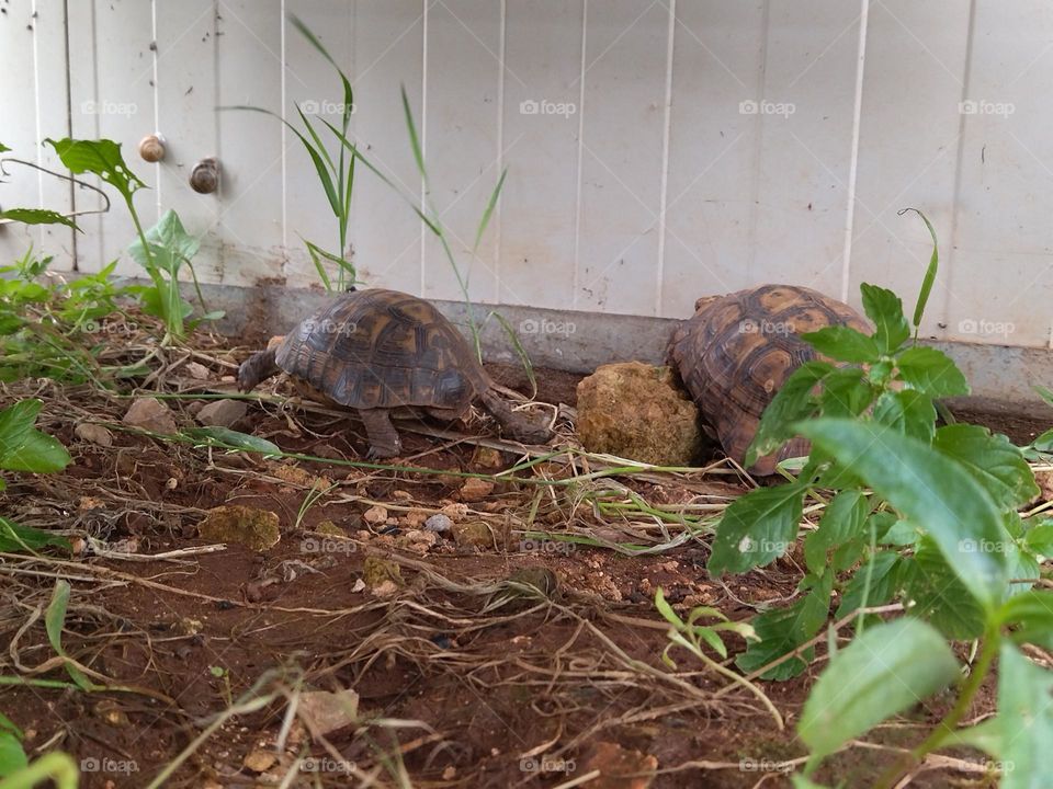 turtle meeting