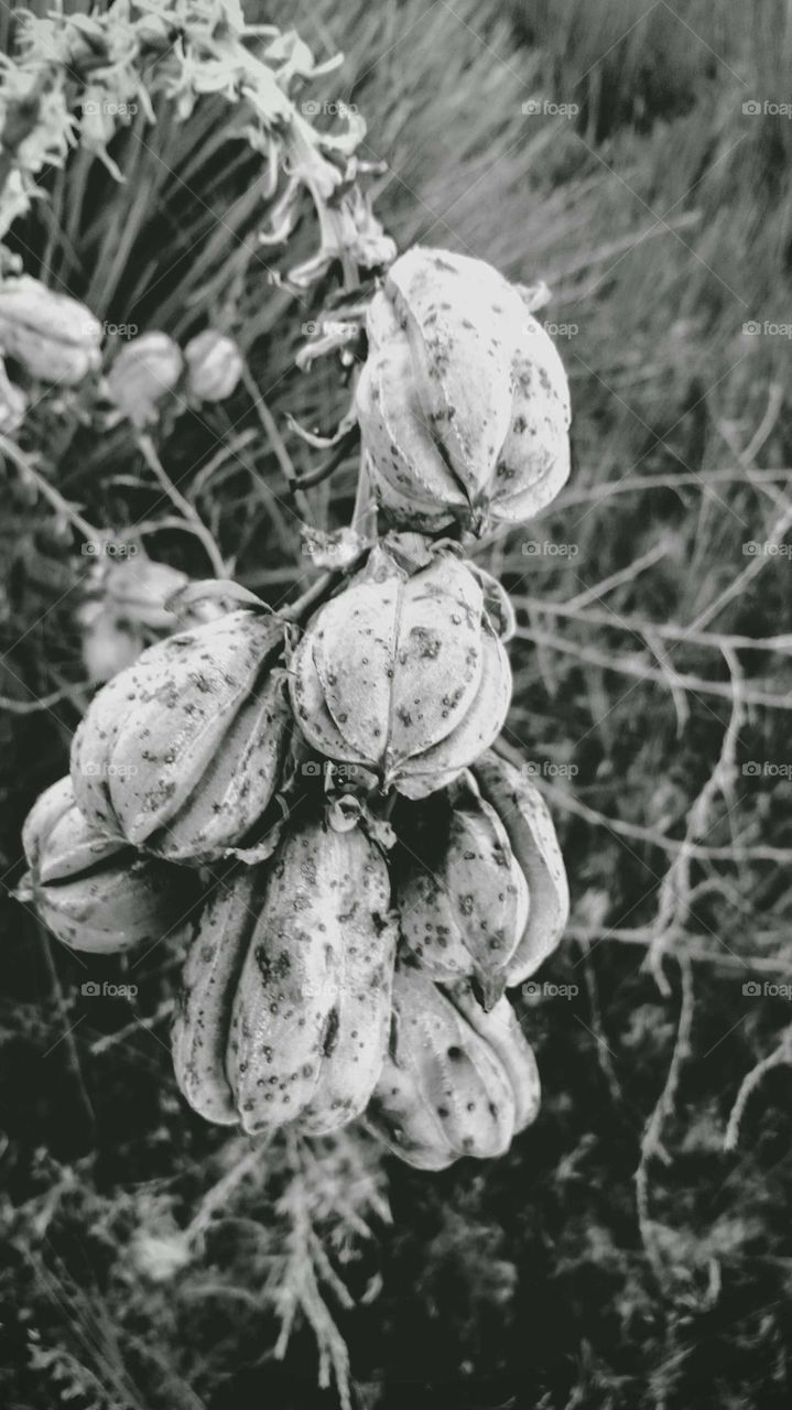 Yucca plant