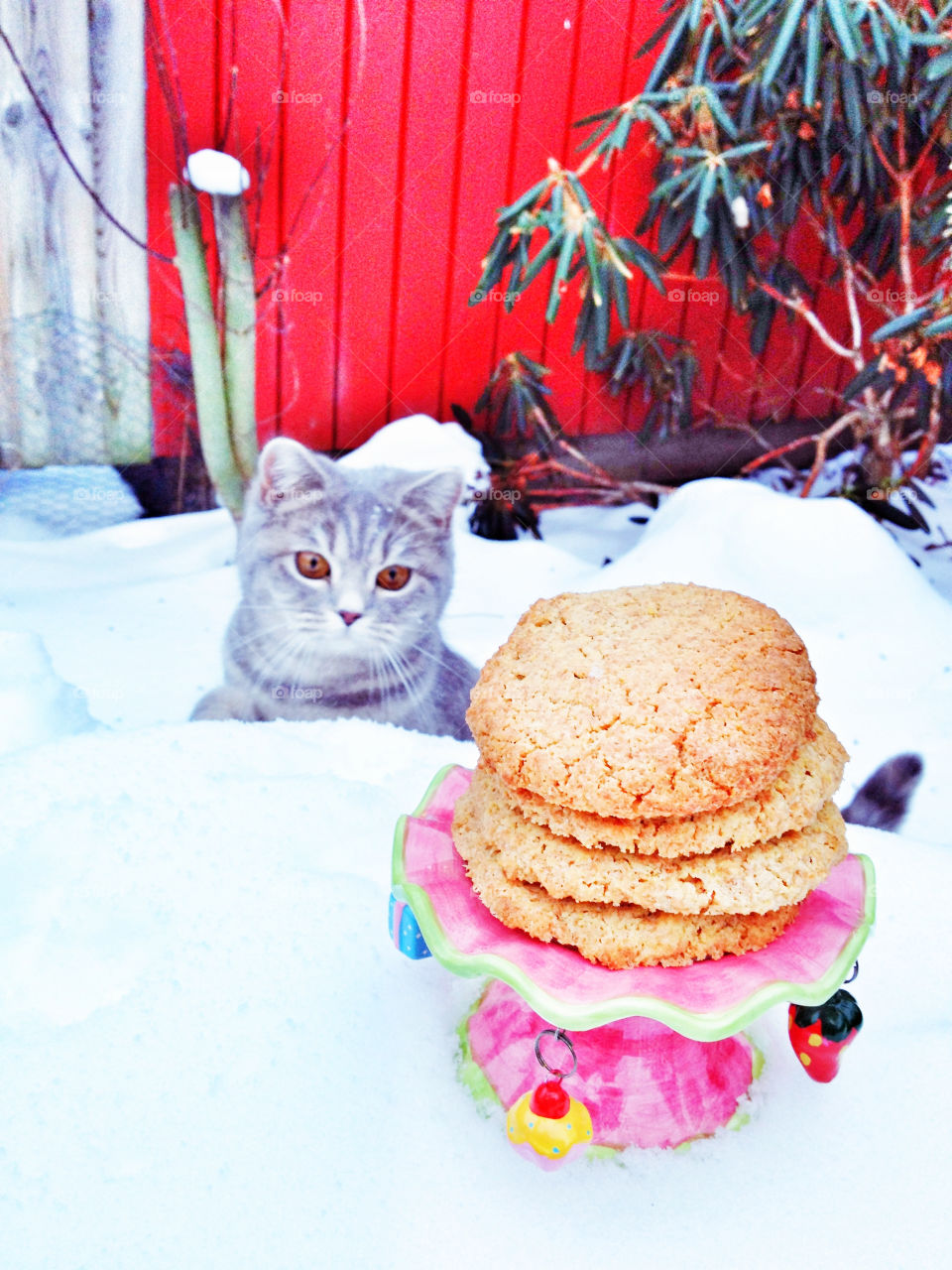 kitten and cookies