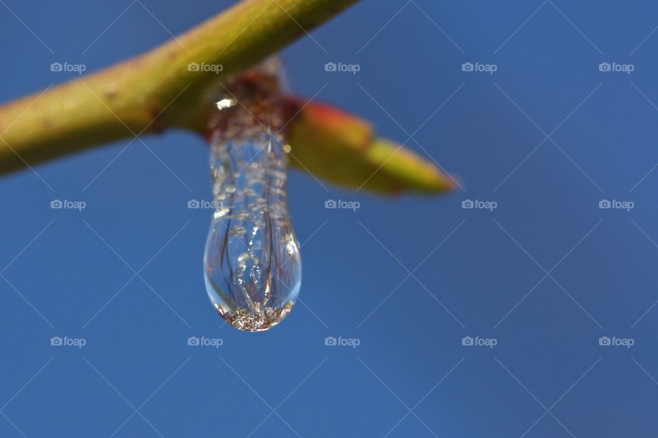 Close-up of frozen dew drop