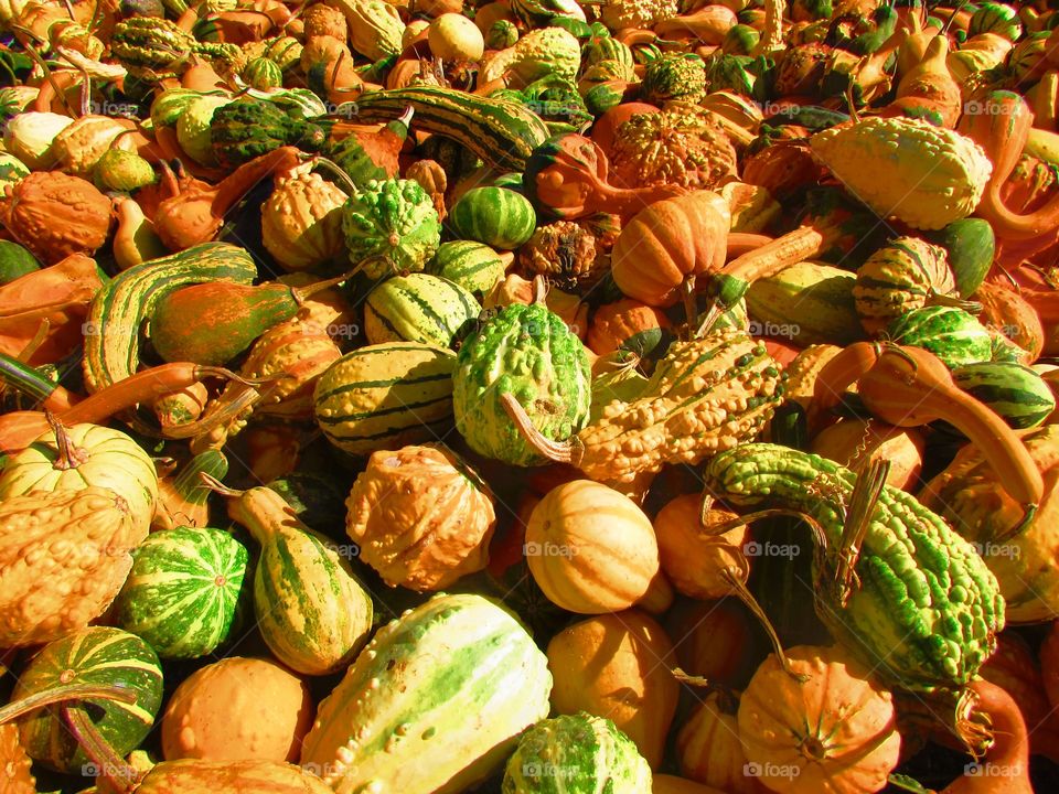 Full frame shot of dry pumpkins