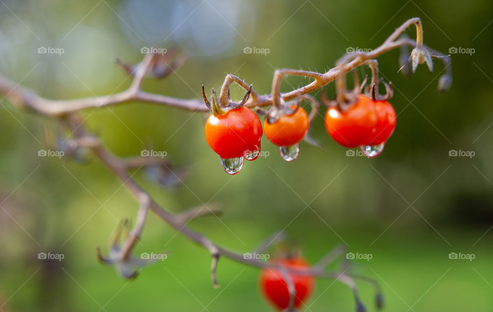 Home grown tomatoes with raindrops