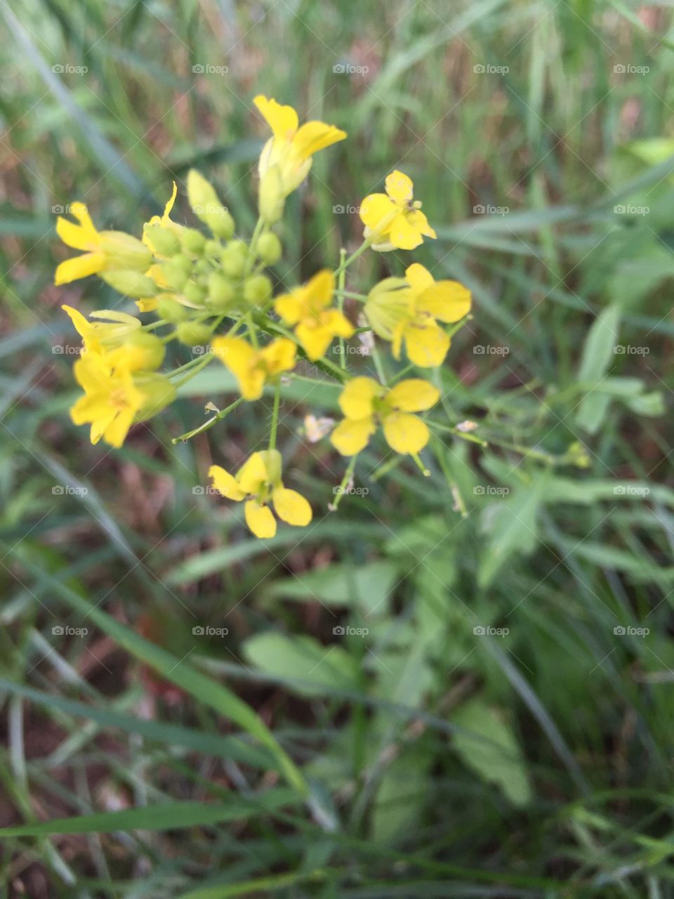 Littlepod False Flax