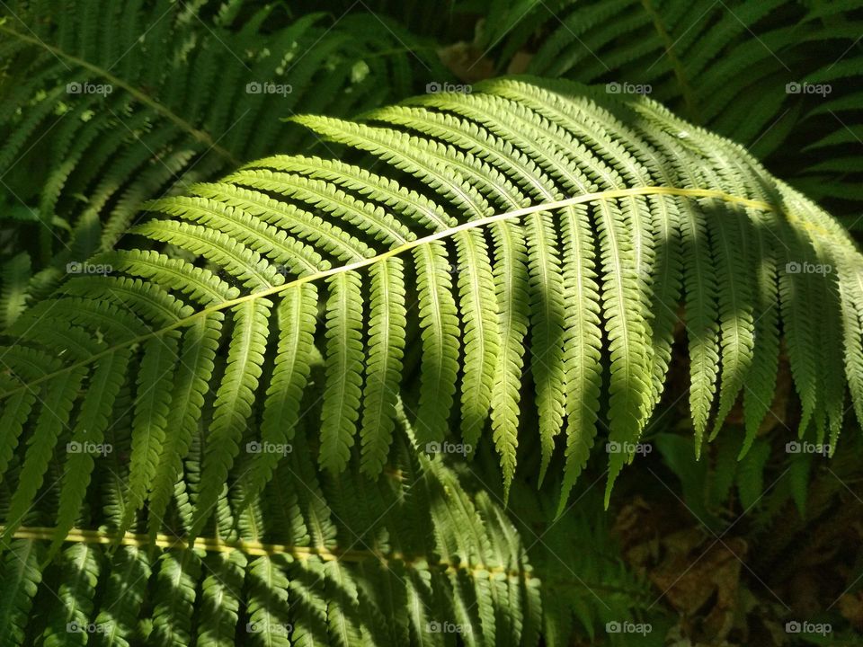 fern