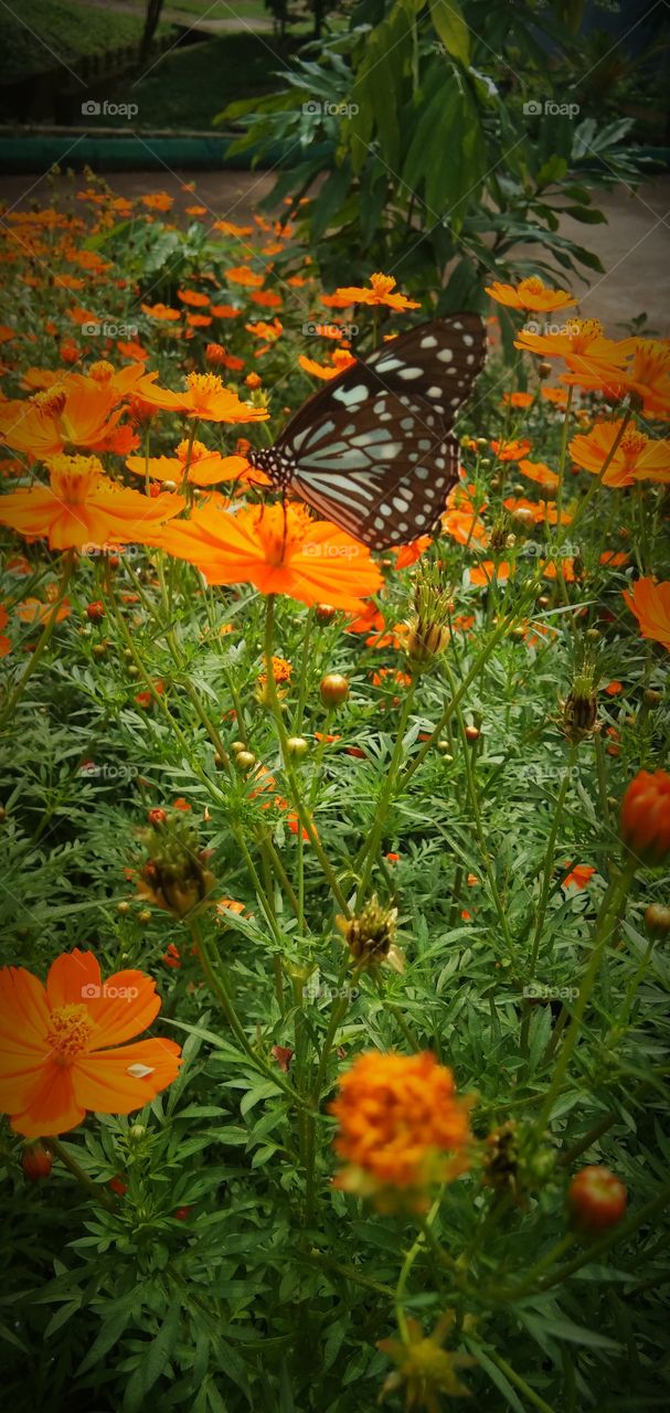 flowers with butterfly